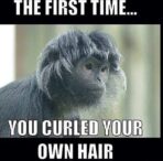 23 Animals With Major Hair Problems (Memes)